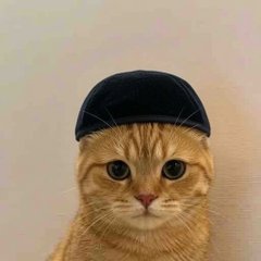 CatWifHat meme 4